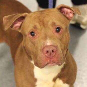 26-01380 BUDDY -  Pit Bull Terrier Dog for Adoption in Fredericksburg, Virginia - 26-01380 BUDDY | PetCurious