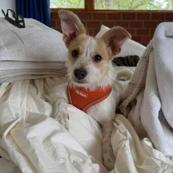 Jack Russell Terrier and Fox Terrier Dogs Available for Adoption in Boulder, Colorado - Peaches | PetCurious