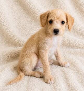 Kiwi -  Poodle and Chihuahua Dog Available for Adoption in Lathrop, California - Kiwi | PetCurious
