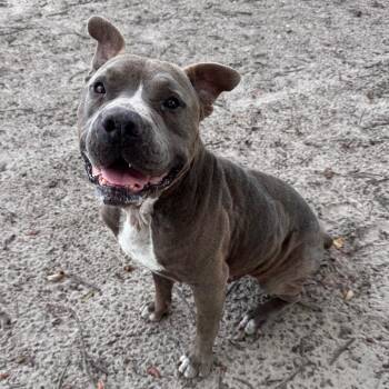 Nacho -  Mixed Breed Dog for Adoption in Lake Panasoffkee, Florida - Nacho | PetCurious