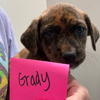 Grady 22413 -  Labrador Retriever and Mixed Breed Dog for Adoption in Cumming, Georgia - Grady 22413 | PetCurious