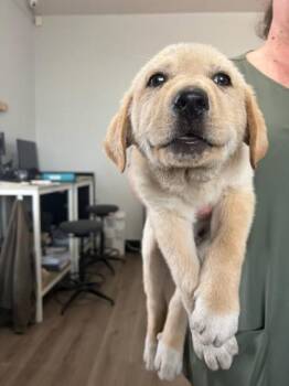 Great Pyrenees and Mixed Breed Dogs Available for Adoption in Fort Worth, Texas - Wyoming | PetCurious