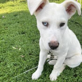 Tofu -  Mixed Breed Dog Available for Adoption in Buffalo, Minnesota - Tofu | PetCurious