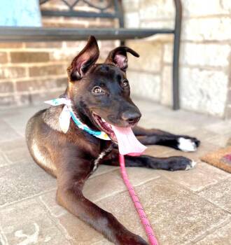 Penny -  Belgian Shepherd Malinois and German Shepherd Dog Dog for Adoption in San Antonio, Texas - Penny | PetCurious