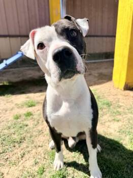 Mixed Breed Dogs Available for Adoption - King Julian | PetCurious