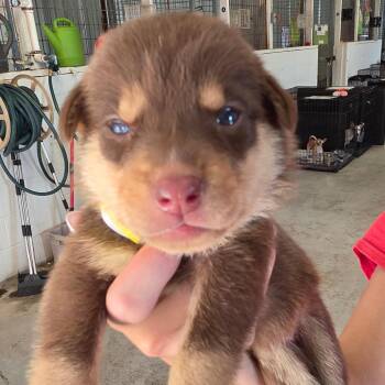 Cadence -  Mixed Breed Dog for Adoption in Leander, Texas - Cadence | PetCurious