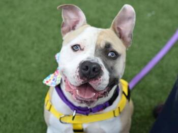 Timon -  Mixed Breed Dog for Adoption - Timon | PetCurious