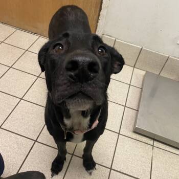 Rescue Mixed Breed Dogs for Adoption in Charleston, West Virginia - Leela | PetCurious