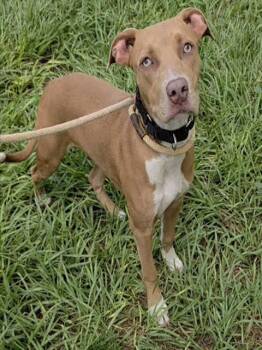 BASIL -  American Staffordshire Terrier Dog for Adoption in Fort Lauderdale, Florida - BASIL | PetCurious