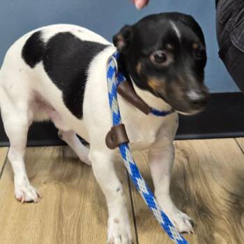 Izzy -  Jack Russell Terrier Dog for Adoption in Newark, New Jersey - Izzy | PetCurious