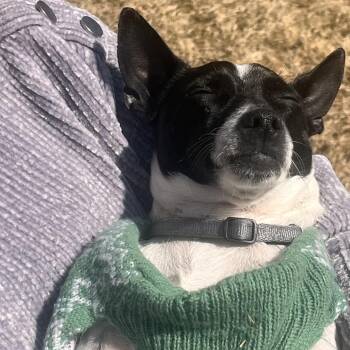 Mylo - Home to Home -  Jack Russell Terrier Dog for Adoption in South Elgin, Illinois - Mylo - Home To Home | PetCurious