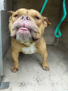 Mixed Breed Dogs Available for Adoption in St. Cloud, Florida - NUGGET | PetCurious