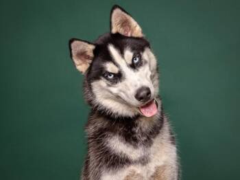 Pikachu -  Siberian Husky Dog for Adoption in Portland, Oregon - Pikachu | PetCurious