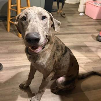 Biscuit -  Great Dane and Catahoula Leopard Dog Dog for Adoption in Beulaville, North Carolina - Biscuit | PetCurious