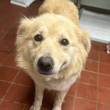 Mrs. Turner -  Golden Retriever and Great Pyrenees Dog for Adoption in West Point, Mississippi - Mrs. Turner | PetCurious