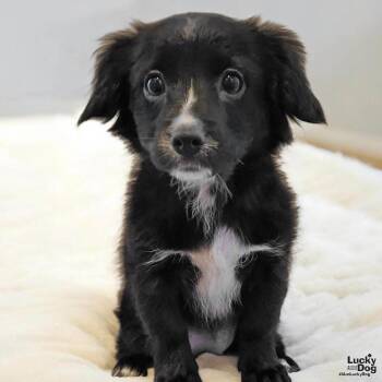Chihuahua Dogs Available for Adoption - Senorita Kiera | PetCurious