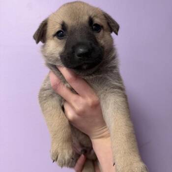 Shepherd and Husky Dogs Available for Adoption in Northbrook, Illinois - Bel Air | PetCurious