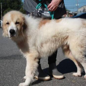 Great Pyrenees and Mixed Breed Dogs Available for Adoption - Bogie | PetCurious
