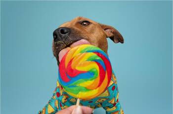 Valor -  Pit Bull Terrier Dog for Adoption in Houston, Texas - Valor | PetCurious