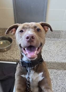 Rescue Pit Bull Terrier and Mixed Breed Dogs for Adoption in Aiken, South Carolina - Evren 59491 | PetCurious