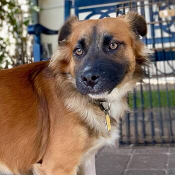 Ranger -  Mixed Breed Dog for Adoption in San Francisco, California - Ranger | PetCurious