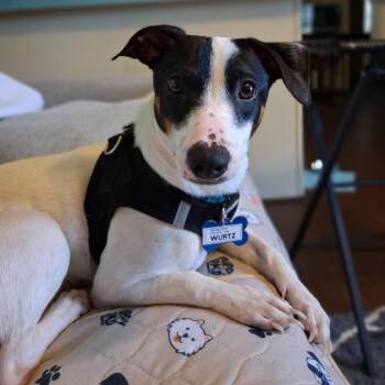 Wurtz -  Rat Terrier Dog for Adoption in Wake Forest, North Carolina - Wurtz | PetCurious