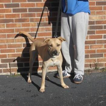 Nitro -  Mixed Breed Dog for Adoption in Elk Grove Village, Illinois - Nitro | PetCurious
