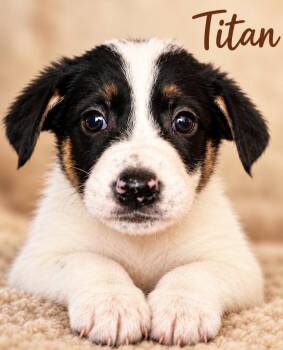 Titan Sport -  Shepherd Dog for Adoption in Andover, Massachusetts - Titan Sport | PetCurious