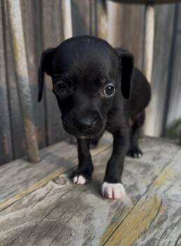 Swatch -  Chihuahua Dog for Adoption in Severance, Colorado - Swatch | PetCurious