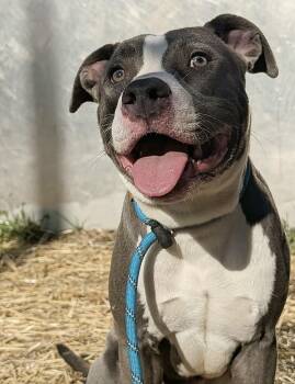 Pit Bull Terrier Dogs Available for Adoption in Chicago, Illinois - Plymouth | PetCurious