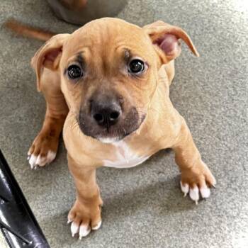 Stardust -  Pit Bull Terrier Dog for Adoption in Bradenton, Florida - Stardust | PetCurious