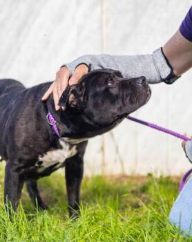 Constellation -  Mixed Breed Dog for Adoption in Chamblee, Georgia - Constellation | PetCurious