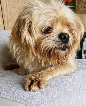 Nala -  Shih Tzu and Lhasa Apso Dog for Adoption in Escondido, California - Nala | PetCurious