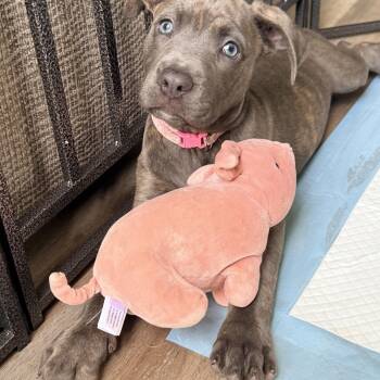 Brie -  Pit Bull Terrier Dog for Adoption in Lafayette, California - Brie | PetCurious