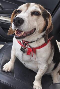 Habk - Fostered in SE Nebraska -  Beagle Dog for Adoption in Overland Park, Kansas - Habk - Fostered In SE Nebraska | PetCurious