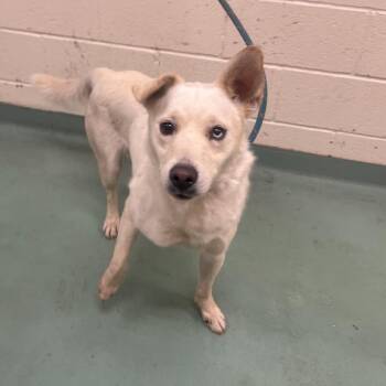 Mixed Breed Dogs Available for Adoption in Memphis, Tennessee - Pablo Picasso | PetCurious