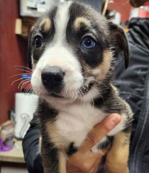 American Bulldog and Husky Dogs Available for Adoption - Lemon | PetCurious