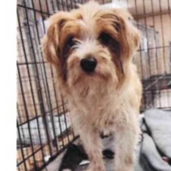 Marty -  Shih Tzu and Mixed Breed Dog for Adoption in Baton Rouge, Louisiana - Marty | PetCurious