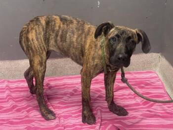 SHELLY -  Plott Hound and Mixed Breed Dog for Adoption in Tallahassee, Florida - SHELLY | PetCurious