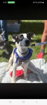 Australian Shepherd and Pit Bull Terrier Dogs Available for Adoption in Lewis Center, Ohio - Fig Newton (The Frazey Four) | PetCurious