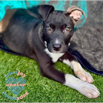 Pit Bull Terrier Dogs Available for Adoption in Inglewood, California - Chanel COH | PetCurious