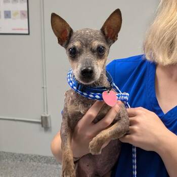 Buddy Boy -  Mixed Breed Dog for Adoption in Greenville, South Carolina - Buddy Boy | PetCurious