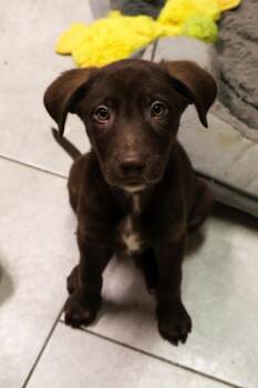 Labrador Retriever Dogs Available for Adoption - Titanium | PetCurious