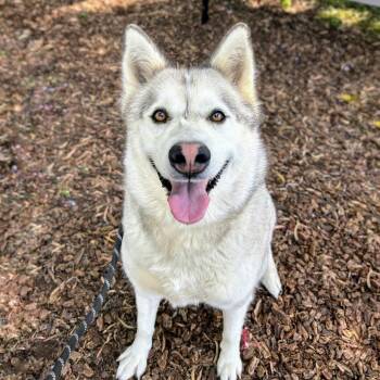 Siberian Husky Dogs Available for Adoption in Oakland, California - Mesa | PetCurious
