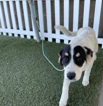 A611462 -  Great Pyrenees and Australian Cattle Dog Blue Heeler Dog for Adoption in Modesto, California - A611462 | PetCurious