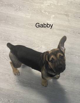 Shepherd and Hound Dogs Available for Adoption - Gabby | PetCurious