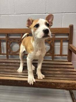 Pit Bull Terrier Dogs Available for Adoption - Nemo | PetCurious