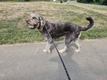 Teni -  Mixed Breed Dog for Adoption in Memphis, Tennessee - Teni | PetCurious