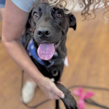 Labrador Retriever and Terrier Dogs Available for Adoption in Corpus Christi, Texas - Rascal | PetCurious
