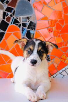 Buenos Aires -  Collie and Golden Retriever Dog for Adoption in San Diego, California - Buenos Aires | PetCurious